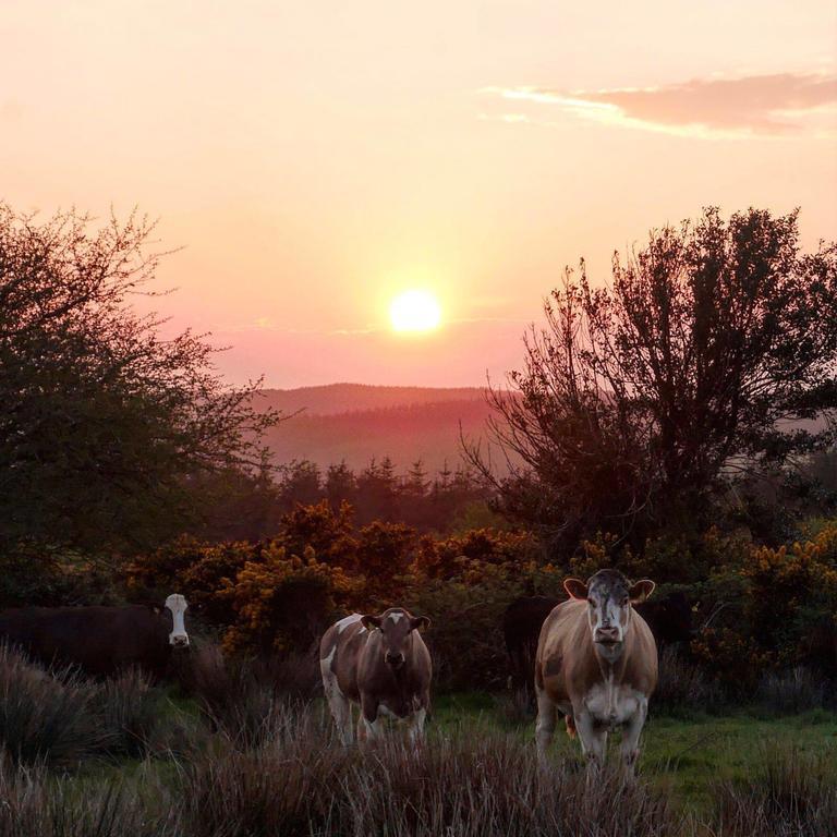 Hotel Newtown Farm Country House Ardmore  Exterior foto