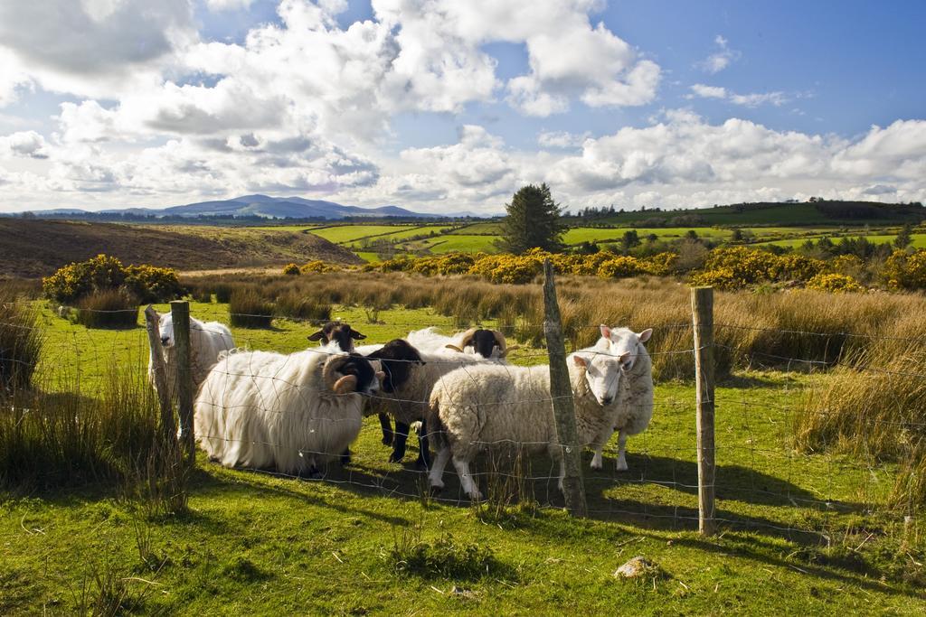 Hotel Newtown Farm Country House Ardmore  Exterior foto